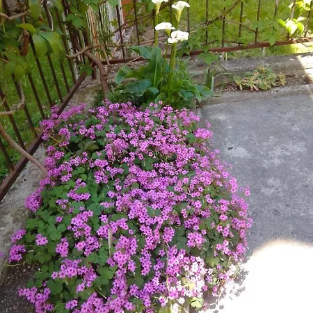 Anđelka